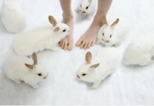 Мини зоопарк: чем концепция Zaycafe отличается от стандартных форматов